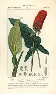 Maculatum: Lords and ladies, Arum maculatum