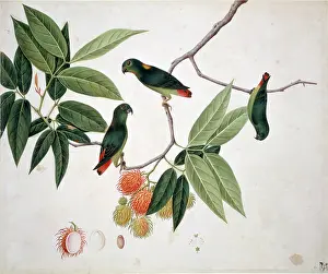 Nape: Loriculus sp. hanging parrot