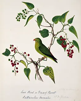 Bushby: Loriculus vernalis, vernal hanging parrot