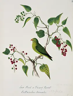 Bushby: Loriculus vernalis, vernal hanging parrot