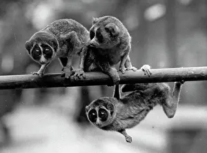 Loris: Three Loris