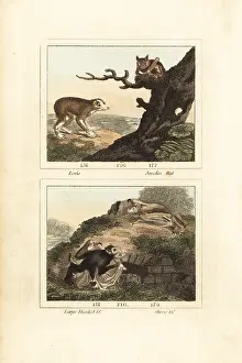 Barrs Buffon: Loris and bats