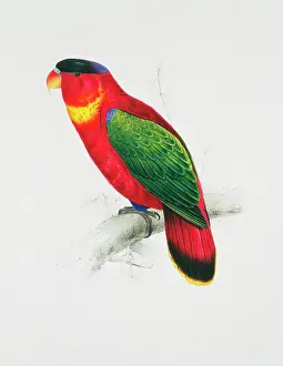 Parakeet: Lorius chlorocercus, yellow-bibbed lory