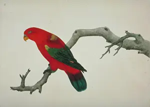 Parakeet: Lorius garrulus, chattering lory
