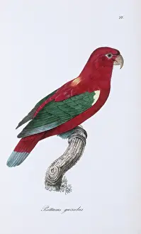 Nape: Lorius garrulus, chattering lory