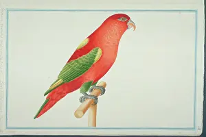Parakeet: Lorius garrulus flavopalliatus, chattering lory