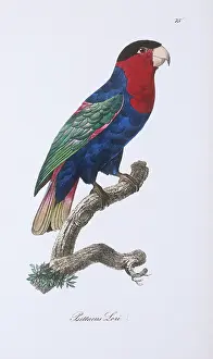 Psittaciformes: Lorius lori, black-capped lory