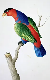Parakeet: Lorius lory, black-capped lory