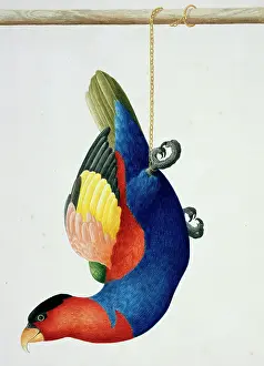 Parakeet: Lorius lory, black-capped lory