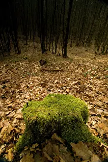 Steeply: Lost Battalion - Argonne
