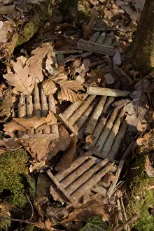 Steeply: Lost Battalion - Argonne