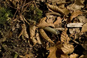 Steeply: Lost Battalion - Argonne
