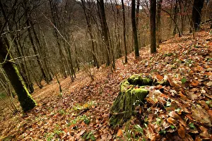 Steeply: Lost Battalion - Argonne