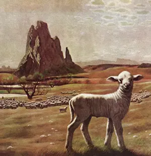 Pastimes: Lost Lamb