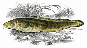 Burbot: Lota lota, or Burbot