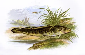 Burbot: Lota lota, or Burbot
