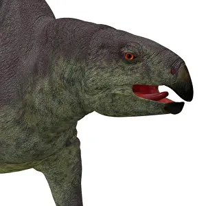 Archosaur: Lotosaurus dinosaur head