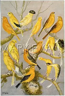 Carduelis: LOTS OF CANARIES