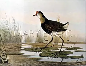 Bigfoot: LOTUS BIRD