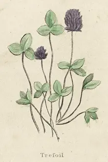 Trefoil: LOTUS CORNICULATUS