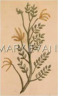 Corniculatus: LOTUS CORNICULATUS