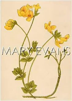 Trefoil: LOTUS CORNICULATUS