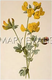 Trefoil: LOTUS CORNICULATUS