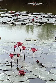 Lotus: Lotus flowering, 1983