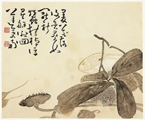 Shen: Lotus plant