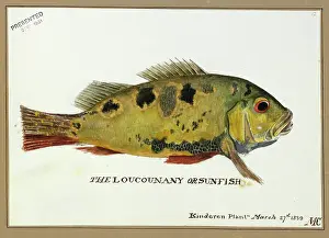 Ray Finned: Loucounany, sunfish