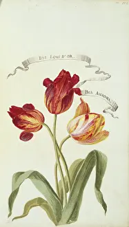 Tulipa: Louis D'Or and Aurora, tulips