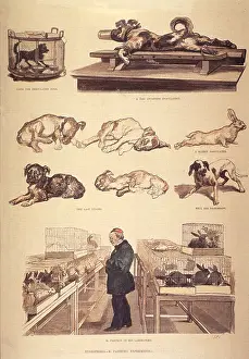 Rabies: Louis Pasteur (1822-1895) in laboratory, ?