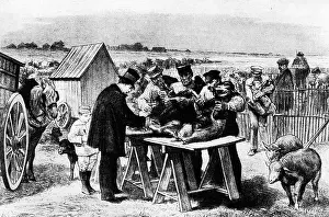 Preventative: Louis Pasteur inoculates sheep, 1881