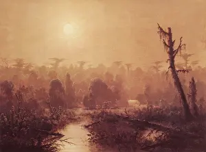 Bayou: Louisiana Bayou