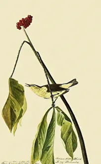 Perches: Louisiana Waterthrush