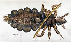 Louse: LOUSE WITH A HUMAN HAIR
