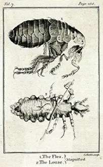 Hookes: Louse viewed through Robert Hooke Microscope
