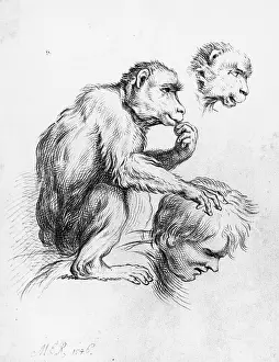 Ridinger: Lousing monkey
