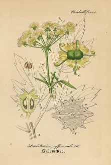 Lovage: Lovage, Levisticum officinale