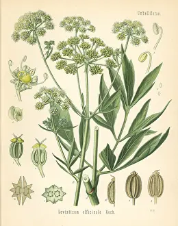 Lovage: Lovage, Levisticum officinale