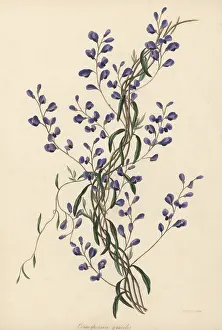 Volume 5: Love creeper, Comesperma volubile