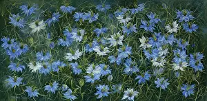 Doreen: Love-in-a-mist
