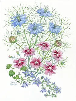 Pinks: Love-in-a-mist and pinks