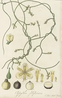 William Blackwood: Love vine, Cassytha filiformis