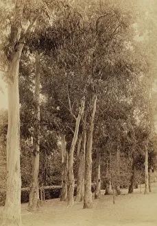 Gums: Lovedale Institution