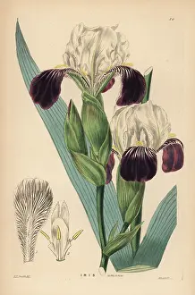Germanica: Lovely iris, Iris germanica (Iris amoena)