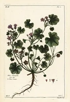 Vitis: Low mallow, Malva pusilla