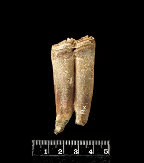Hippomorpha: Lower cheek teeth of fossil horse
