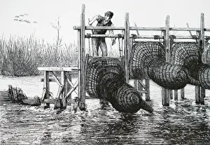 Produce: Lowering eel bucks