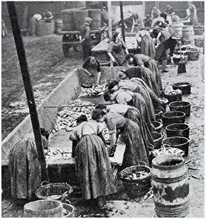 Troughs: Lowestoft - Herring Harvest 1906